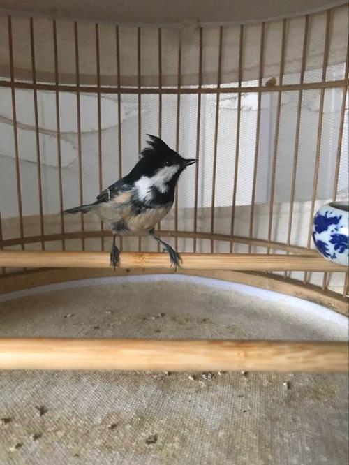 贝子鸟母鸟有饲养价值吗,贝子鸟养殖视频大全