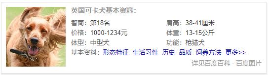 狗狗品种大全及介绍,狗狗品种大全带你走进狗狗的世界