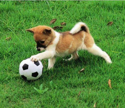 哪些适合和狗狗一起玩的小游戏,可以与宠物互动的养成游戏