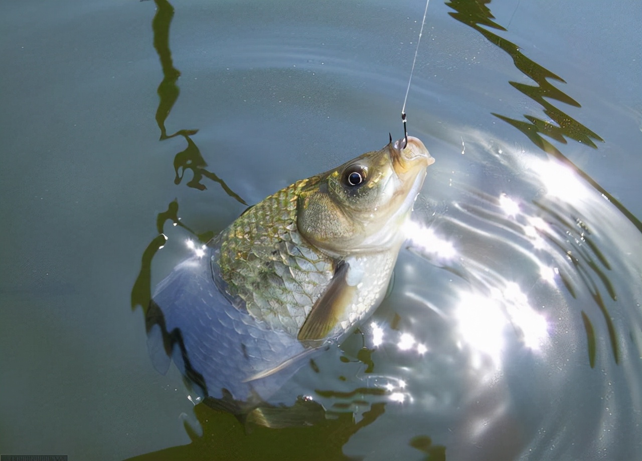 野钓鲫鱼全攻略!13大秘籍,7000字,找鱼窝、选天气,各种小技巧