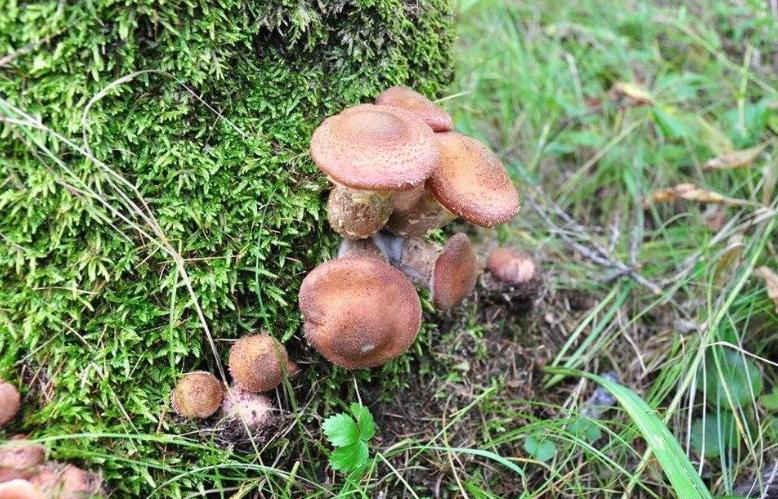 东北名菜小鸡炖蘑菇,东北四大硬菜公鸡炖母鸡