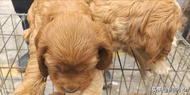 真正的狗市品种,哪里的狗市便宜品种又好种类又多