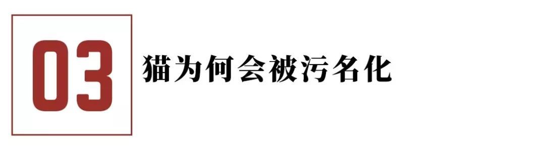 你不知道的猫咪事情,你不知道的猫咪睡姿大揭秘