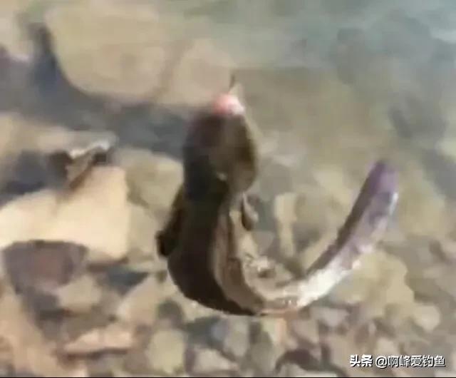 过春守大鲤,万万想不到钓了一尾神兽,你们认识这是什么吗?