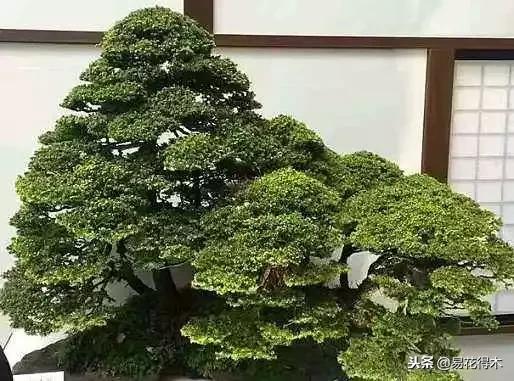 丛林式精品盆景欣赏,丛林盆景浅盆