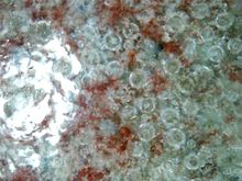 钧窑开片吗,汝窑和钧窑