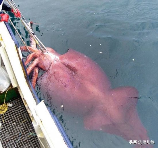 世界上最大的动物长什么样,所有动物最大的样子有多大