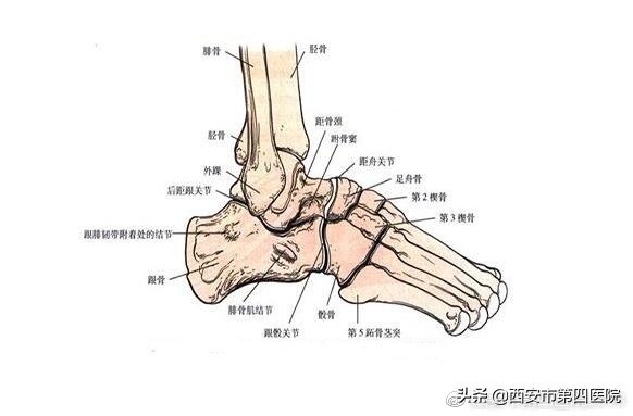 鼻炎足部反射区按摩教程,康复理疗师在线课程视频
