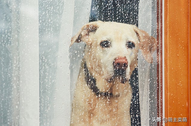 狗狗没食欲呕吐没精神怎么办,狗狗没食欲精神不好又呕吐怎么办