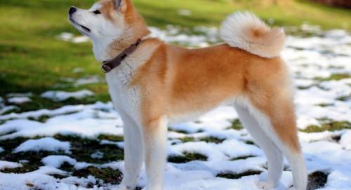 中型白色长毛宠物狗品种及图片,女生适合养的宠物狗品种有哪些