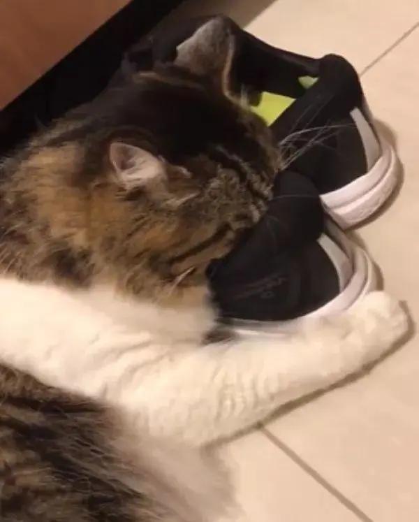 猫咪喜欢铲屎官是怎么回事,猫咪铲屎官要知道的知识