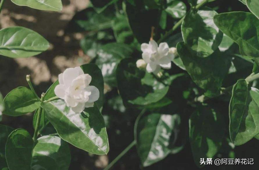 木樨科的花花“真乖”，一朵朵开花不断，越来越爱