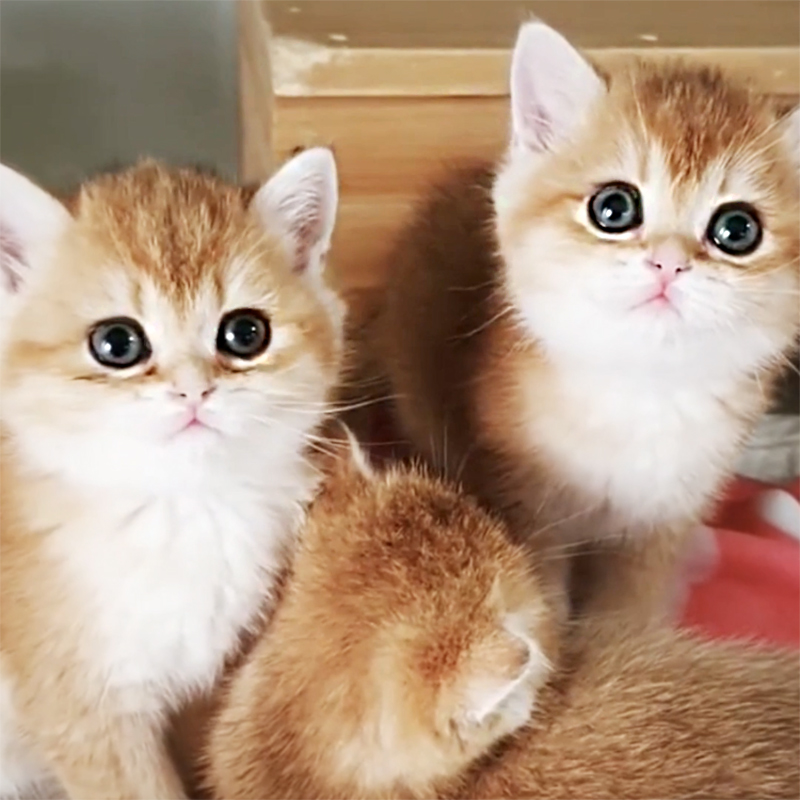 幼猫上火了吃什么药,幼猫上火有哪些症状