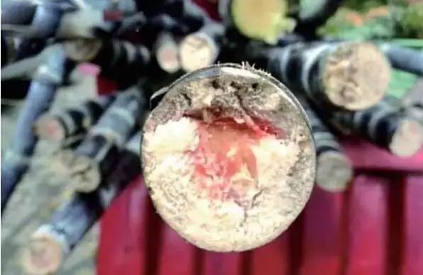 注意这些食物发霉千万别吃很危险,所有食物变质会怎么样