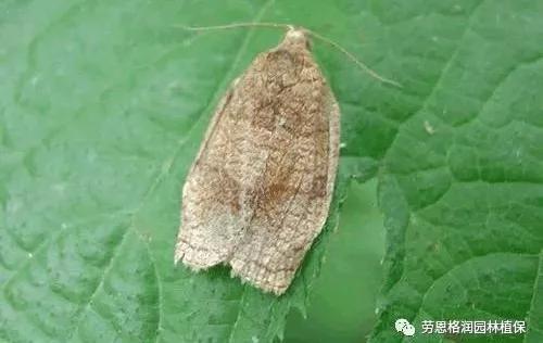 园林春季害虫的预防方法,常见园林害虫种类及主要特征