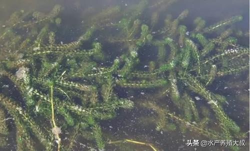 轮叶黑藻怎么消灭,轮叶黑藻杀虫方法