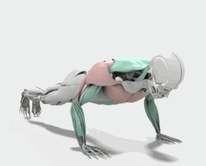 徒手运动的优缺点,都有哪些?掌握这些,在家也能练