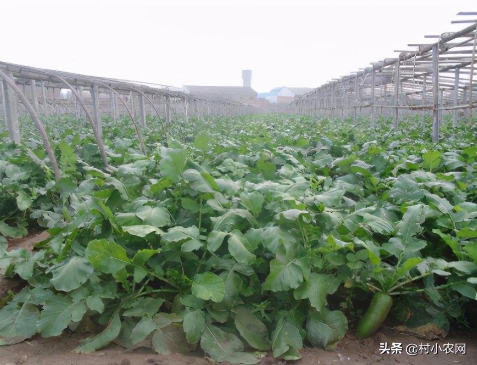 2021农村创业养殖有什么好项目,2020年农村种养殖创业项目