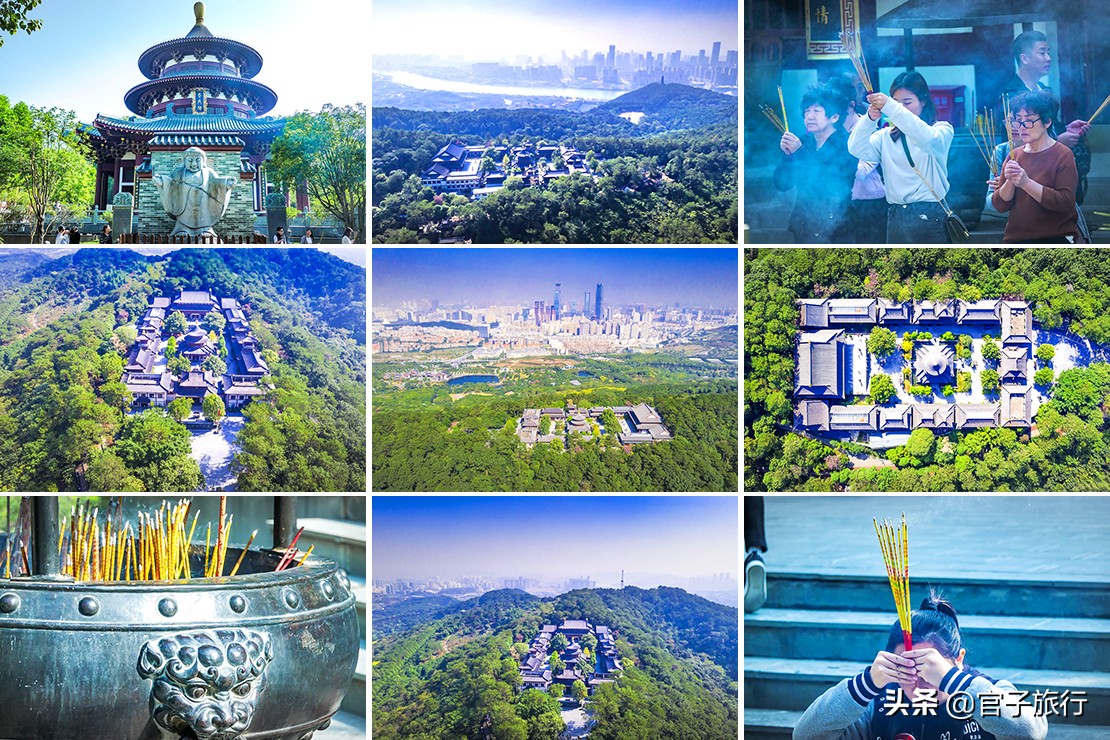 先有苏铁王后有南宁城，它是恐龙的美食植物界活化石，堪称国宝