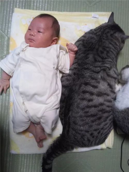 老板，这圆滚滚地怎么恢复出厂设置，说好的小可爱呢？