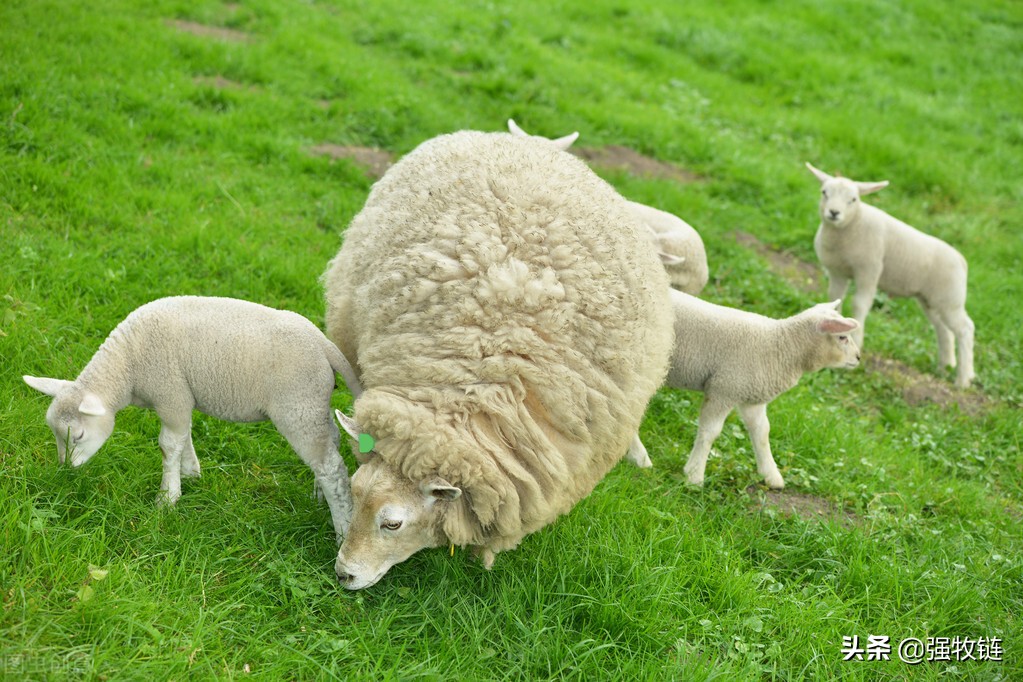 羊拉稀怎么办怎样快速解决,羊拉稀腹泻土霉素能治吗