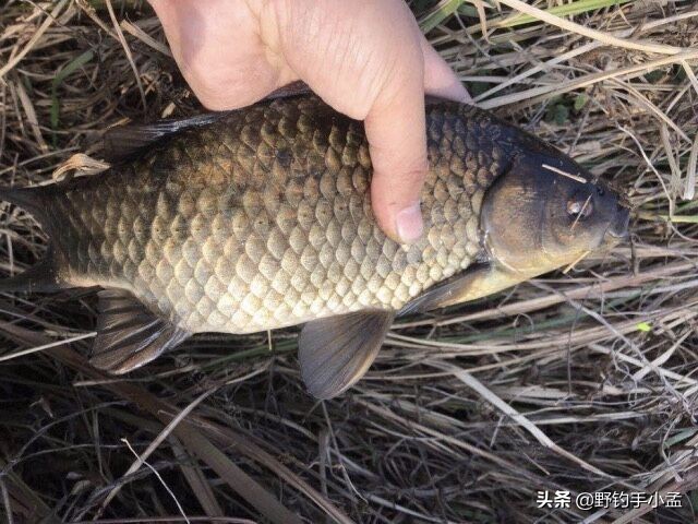 台钓手法,抬竿如何逗钓