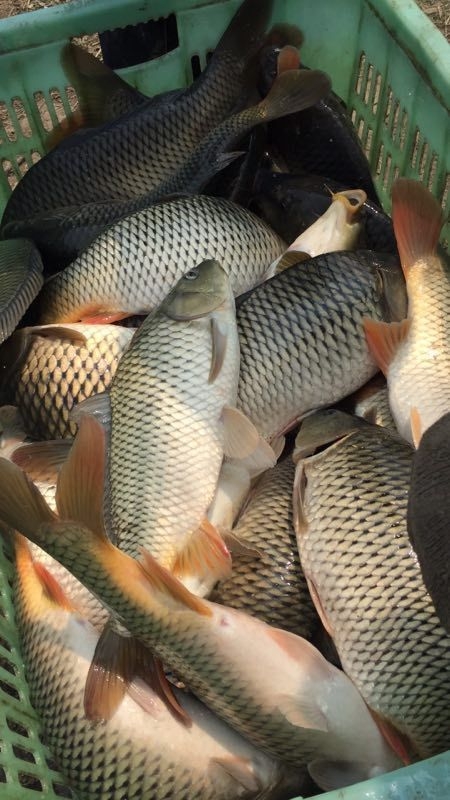 海南野生刀鳅鱼,野生刀鳅鱼