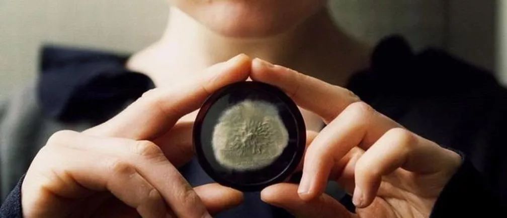 用疟疾治疗梅毒,疟疾治疗梅毒