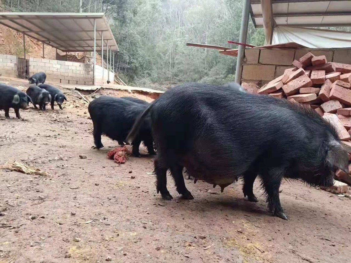 土猪养猪的市场前景,土猪养殖成本与利润