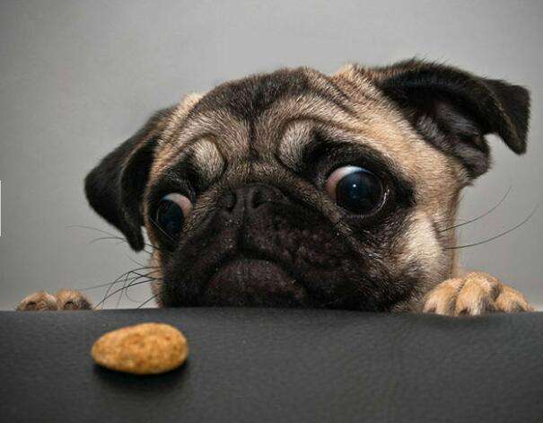 巴哥犬吃什么狗粮好一些,正宗巴哥犬吃什么狗粮