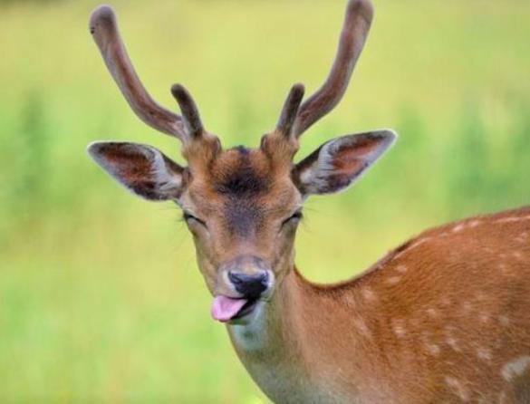 为什么哺乳动物都是4肢,为什么哺乳动物只有一个生殖器官