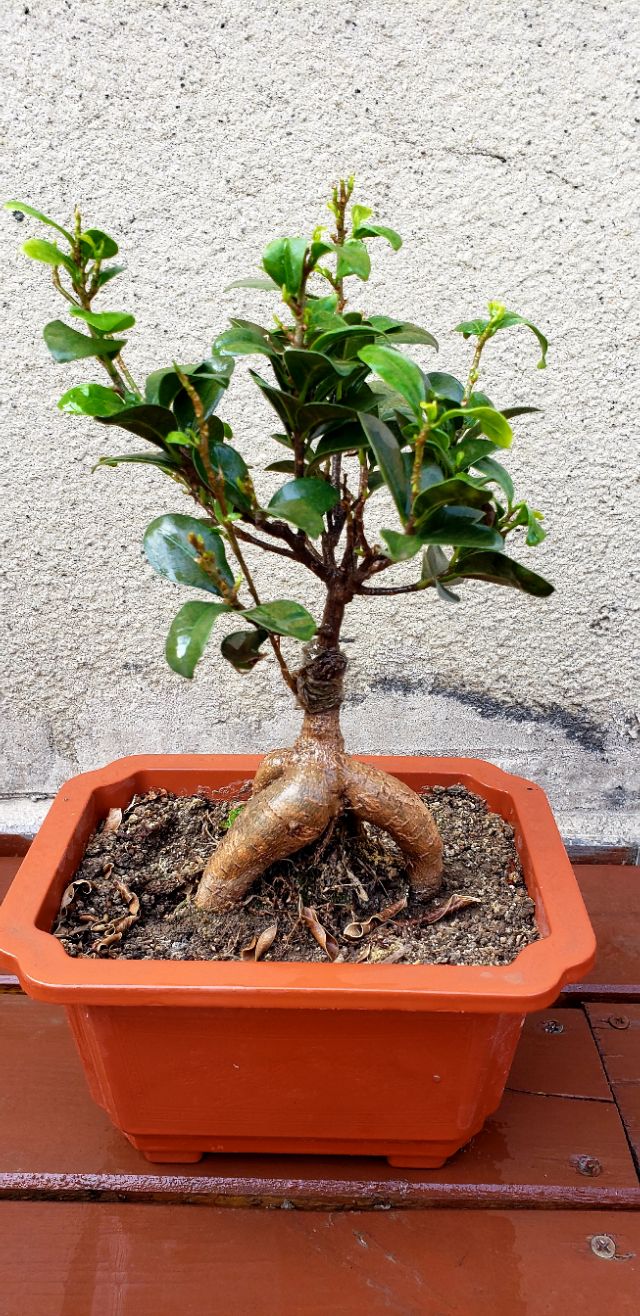 人参榕长什么虫子,人参榕叶尖有虫