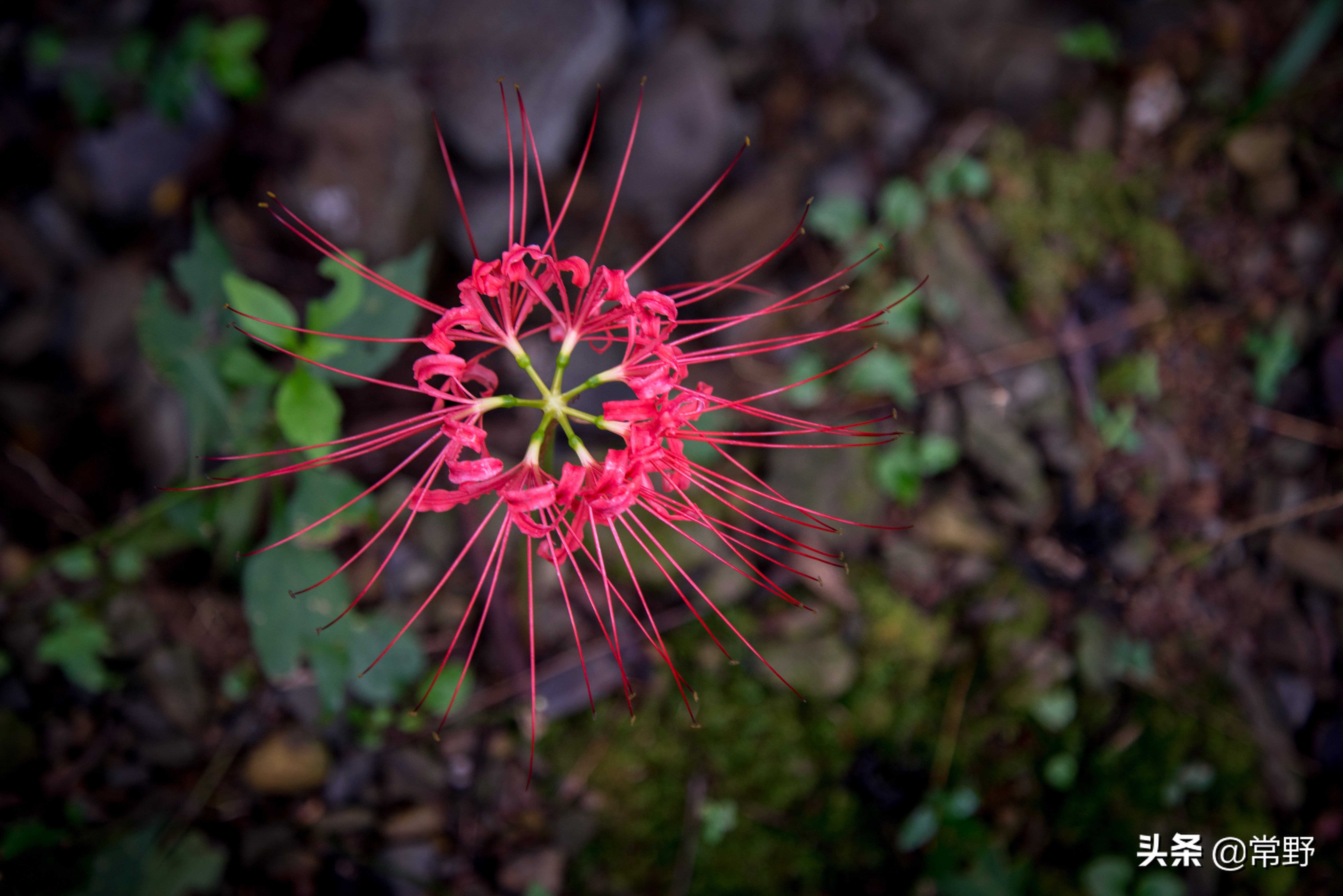 长沙谷山为什么叫谷山,长沙郊野公园