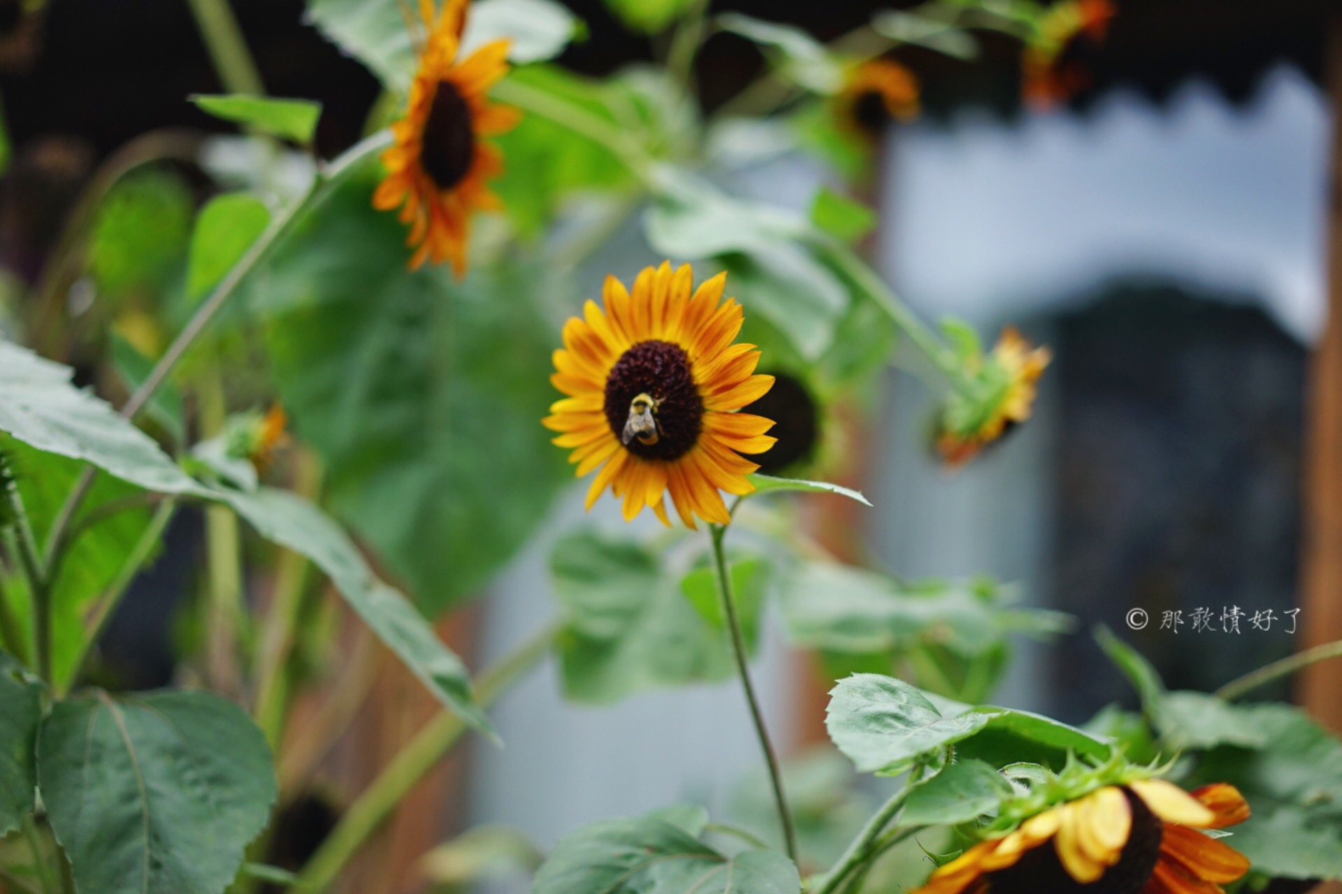 北京昌平带私人烧烤的民宿,昌平京郊民宿