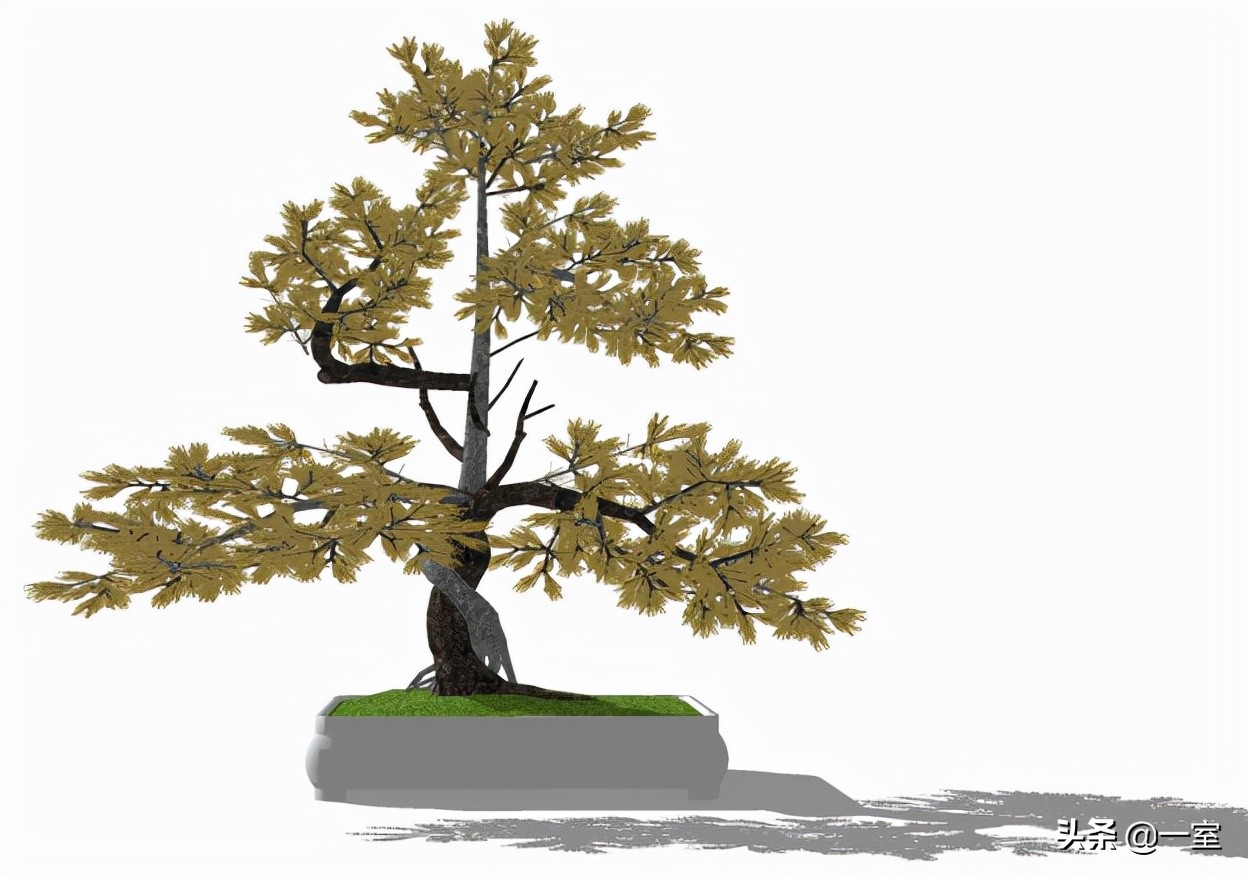 网红庭院植物搭配,网红绿植搭配技巧