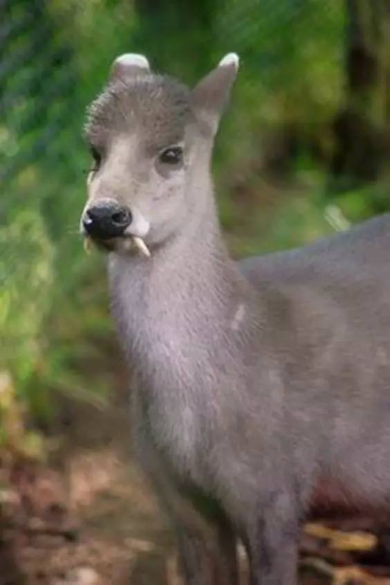 世界最罕见的十个杂交动物,不忍直视世界罕见的十大变异动物