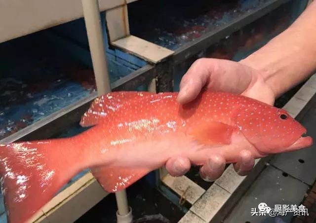 这些诱人的美食你吃过吗,世界上顶级海鲜大全你吃过几种