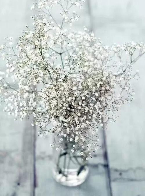 买花的套路和策略,买花的三个陷阱