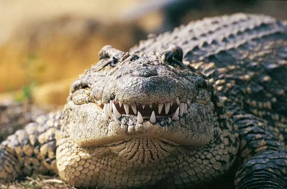 牛油果的健康骗局,牛油果的骗局是真的吗