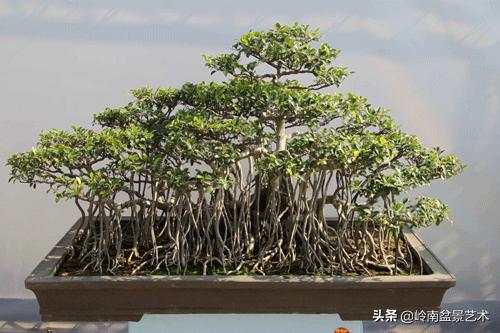 我喜欢的榕树盆景,泉州榕树盆景