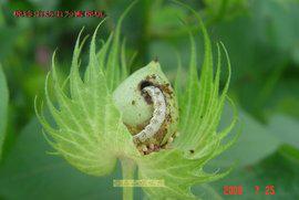 沙门子农场的视频,熬糖稀的土话小故事