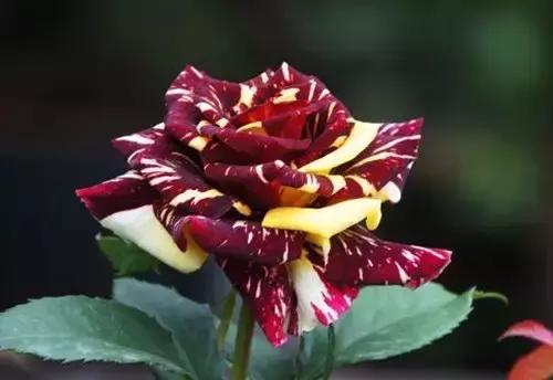 最漂亮10种微型月季,新手必入这8种月季漂亮好养