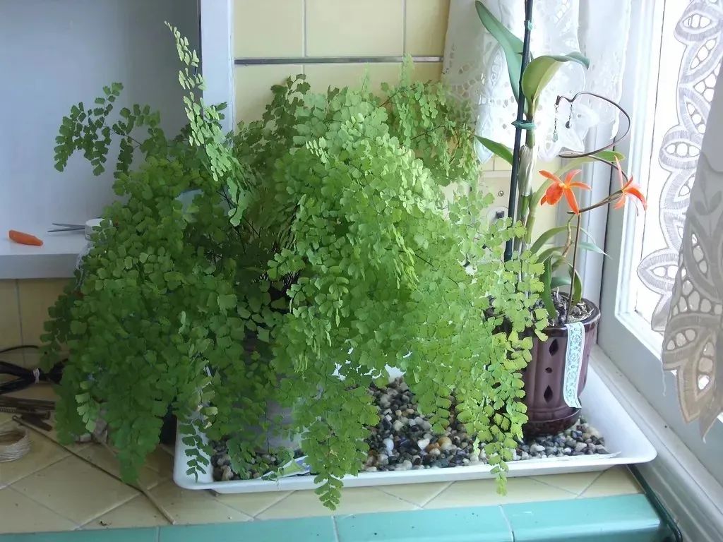 盆栽铁线蕨为啥买回家养一周叶子就蔫，北方暖房养护咋办？