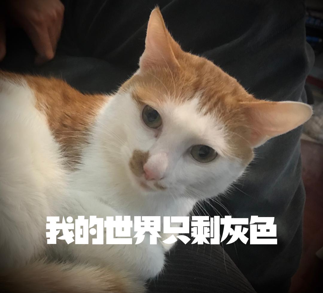 吃不饱可以减肥吗,吃不饱哪有力气减肥