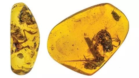 科学家发现恐龙时代琥珀化石,缅甸琥珀的发现历史视频