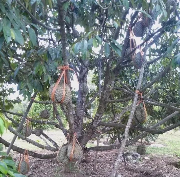 泰国巫师做法祛除晦气竟需摸隐私部位；男子与棺材一同隔离