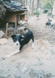 拔河比赛搞笑视频开心一刻,拔河搞笑动图