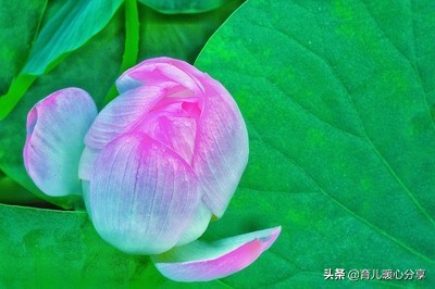 六一儿童节简短三句半,六一节目三句半串词