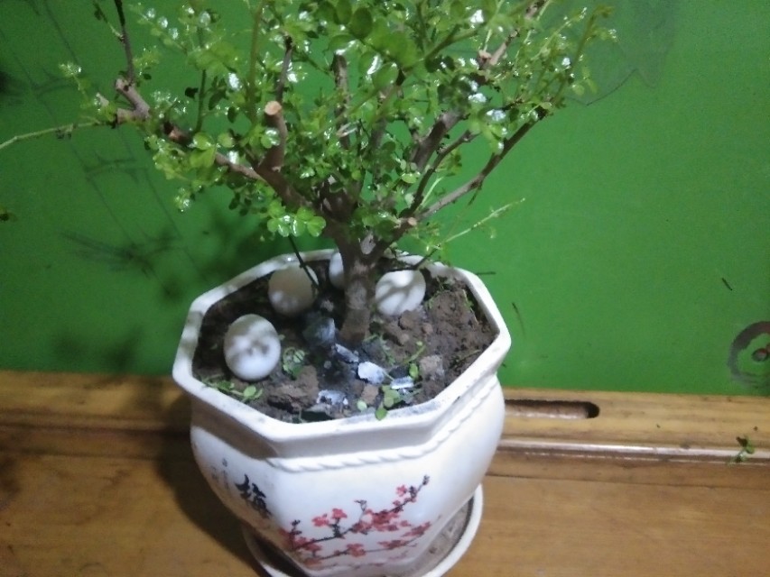 真假清香木叶片,真假清香