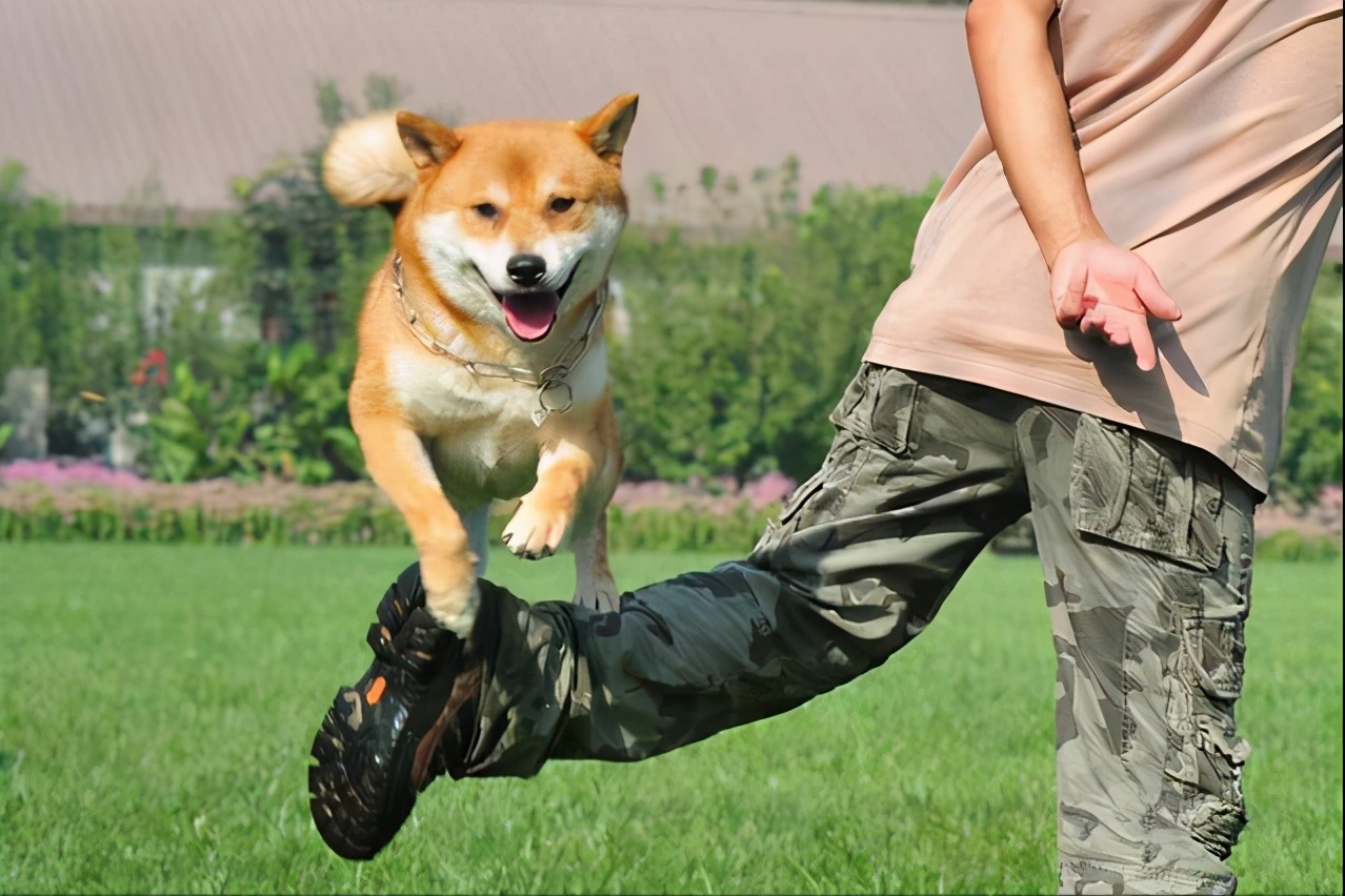 狗狗总是抖是什么意思,狗狗不停打喷嚏是什么原因